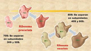 06 3 Ribosomas [upl. by Auj342]