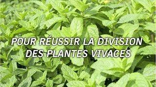 5 astuces pour réussir la division des plantes vivaces [upl. by Amity]