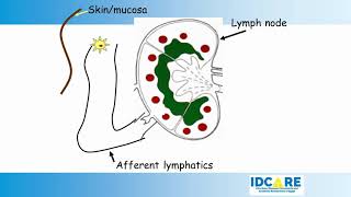 Principles in the Management of HIVAIDS [upl. by Nnyltiac574]