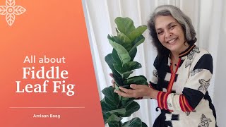 All About Fiddle Leaf Fig  FLF Plant Care [upl. by Cherianne]