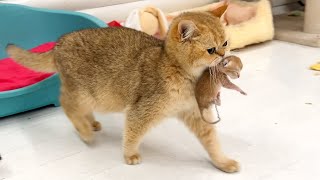 Mom cat carries a newborn kitten to the bed because she does not like the couch [upl. by Linda592]