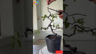 The most basic shape for bonsai bonsaitips bonsaiideas bonsai [upl. by Noiwtna]