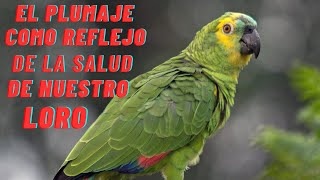 🦜👉El plumaje como reflejo de la salud de nuestro loro [upl. by Yrrok]