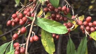 Edible Plants Autumn Olive [upl. by Arvonio]