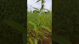 எள்ளு செடிvivasaya farming agriculture [upl. by Nelleyram]