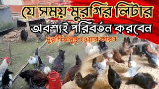 যে সময় মুরগির লিটার পরিস্কার না করলে সমস্যা হবে murgipalon [upl. by Enicnarf]