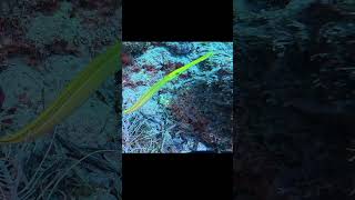 Trumpet fish marinelife reels [upl. by Rednaeel]