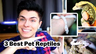 3 BEST REPTILES for Beginners [upl. by Cyndia]