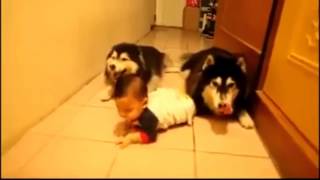 CUTETwo Dogs Imitating A Baby Crawling  Alaskan Malamutes Imitate Baby Crawling [upl. by Mauri]