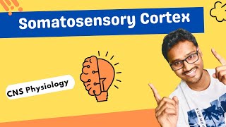 Somatosensory Cortex  CNS physiology [upl. by Annayrb]