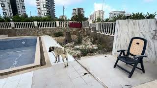 Kangal Hunde heute Alanya Türkei am 3Mai 2024  Kangal Köpekler bugün 8 Aylık Alanya Türkiye [upl. by Orms]