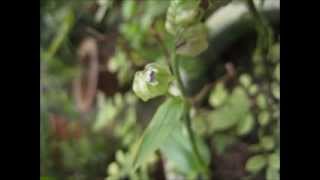 å¤§è‹žæ°´ç«¹è‘‰Murdannia Bracteata [upl. by Leihcar692]