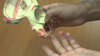 Anatomy of Hip Bone [upl. by Ylecara]