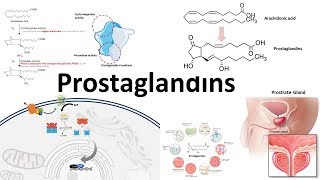 Prostaglandins  Biosynthesisfunction and regulation [upl. by Ycart]