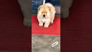 Cute Puppy  minivlog short trending [upl. by Ellata979]