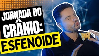 Anatomia do Osso Esfenoide [upl. by Correy]