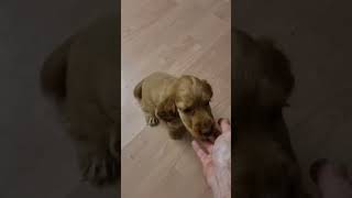 Will this Cocker spaniel puppy wait for her food puppytraining [upl. by Rik]