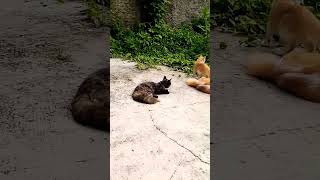 Bibi Mbul masih ngasuh Oyen dan Dola [upl. by Ailev775]