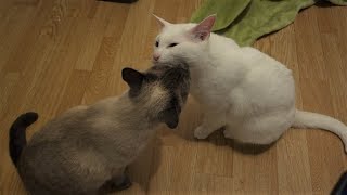 Sweet amp Loving Siamese Cats groom each other after a Meal [upl. by Ettenim]