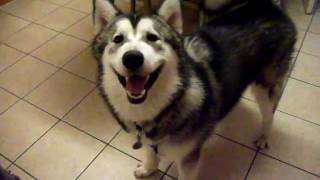 Alaskan Malamute puppy 7 months old showing off for camera [upl. by Aisel]