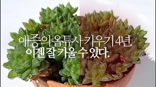 애증의 옵튜사다육이 키우기 4년 이젠 잘 키울 수 있다 succulents多肉植物たにくしょくぶつ 354화 해맑은TV [upl. by Kline]