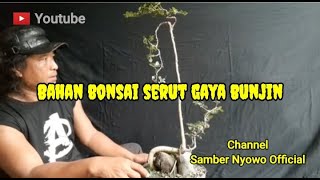 Bahan bonsai serut gaya bunjin [upl. by Hajile277]