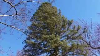 Strong wind shaking trees in Southwest Michigan [upl. by Arodoet938]