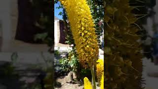 Foxtail Lilies Plant In Spazindi shortvideo viral [upl. by Chrysler]