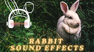 Rabbit sound effect  Rabbit sound  Animal sounds [upl. by Nirrok350]