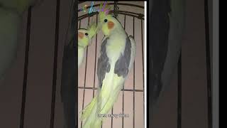 cockatiel tips and tricks cockatiels [upl. by Roberta]