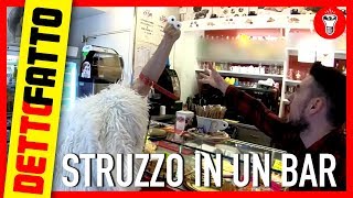 Entrare in un Bar con uno Struzzo al Guinzaglio  DETTO FATTO EP10  DE GUSTIBUS EDITION [upl. by Dale]