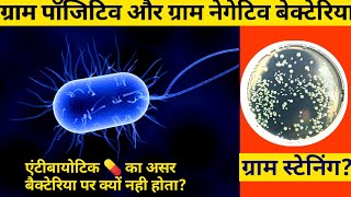 Gram staining procedure in hindi  gram staining of bacteria  staining technique in microbiology [upl. by Tehc320]