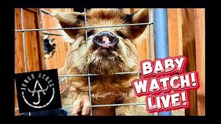 Watch BABY PIGS be born  LIVE [upl. by Eesdnyl245]