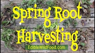 Spring Root Harvesting  Foraging for Wild Edible Roots in the Springtime [upl. by Eidnas]