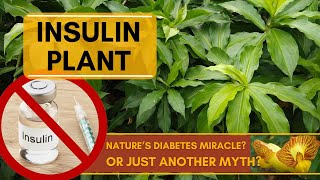 Benefits of Insulin Plant Costus Igneus  Natures Miracle Cure for Diabetes Or Mere Myth [upl. by Gertrude431]