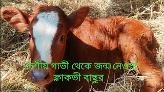 কোন সমস্যা ছাড়াই দেশীয় গাভী থেকে জন্ম নেওয়া ফ্লেকভি বাছুর \ ফ্লেকভি বাছুর [upl. by Pesek]