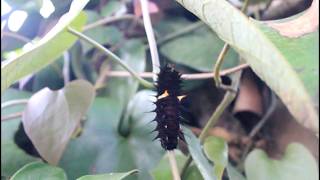 Ornithoptera priamus poseidon larvae [upl. by Uni]