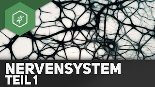 Neurophysiologie Messungen des Nervensystems [upl. by Hindorff607]