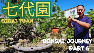 Bonsai Journey Part 6  Cidai Yuan Bonsai Nursery [upl. by Cally]