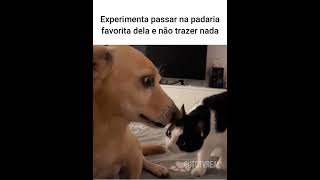 Não trouxe nada da padaria e arrumou uma DR memes animaisdublados humor pets [upl. by Samohtnhoj]