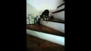 Our Three Legged Cat Tripod Walking Down the Stairs in Slow Motion [upl. by Amiarom322]