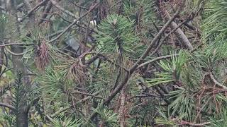 20241013 LJUBLJANA Botanični vrt PASSERIFORMES Parus cristatus ČOPASTA SINICA [upl. by Ahtnamas]