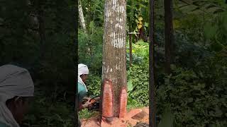 TREE CUTTING 🌸 malayalam woodworking treecutting [upl. by Rose]