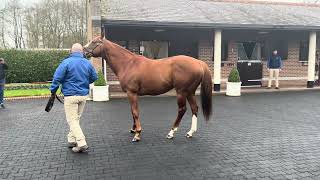 Earthlight at Kildangan Stud [upl. by Molly578]