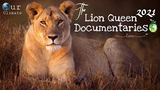 Lion Pride 2022 Malika  The Lion Queen Documentary 2022English subtitles  Nat Geo wild [upl. by Esther]