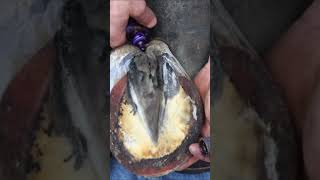 restoring a horse hoof shorts farrier satisfying asmr [upl. by Naesar]