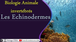 Biologie Animale des Invertébrés  Les Echinodermes [upl. by Saihttam]