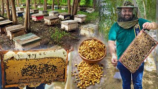 Honey Bee Farming In India [upl. by Eahc802]