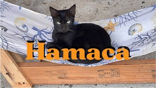 DIY HAMACA Para GATOS Reciclada de Palet [upl. by Marc912]