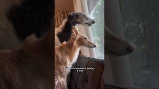 are snoots for you part 2 dog silkenwindhound borzoi voiceover dogsofyoutube snoot shorts [upl. by Niwrehs119]